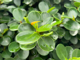 close up of leaves