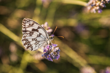 Melanargia Lachesis feeding on flower