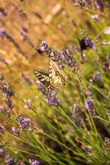 Papilio machaon feeding on flower
