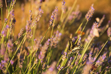 Papilio machaon feeding on flower
