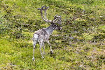 Naklejka na ściany i meble a reindeer walks on the plateau in Norway