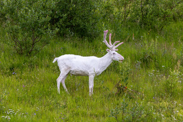 Fototapeta premium a white reindeer walks on the plateau in Norway