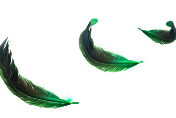 Green feather isolated on white background.