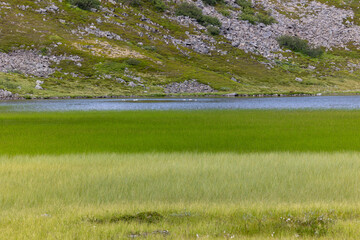 beautiful stripes of green grass and lake in the background in Norwegian land.