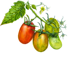 tomatoes on a branch