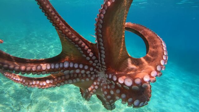 Underwater slow motion video with beautiful colours of big octopus from family of Cephalopods swimming in tropical exotic beach with turquoise crystal clear sea