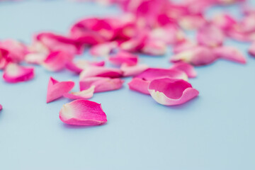 Petal of pink rose where it dances freely. Valentine background. Red pink petals falling