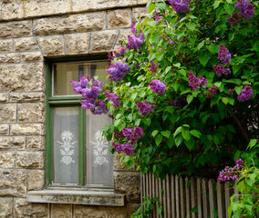 Fototapeta na wymiar a beautiful window with lace drapes and lilac in full bloom in front of it in the ancient Swiss town Sent on a gloomy spring day (Canton of Graubuenden, municipality of Scuol)