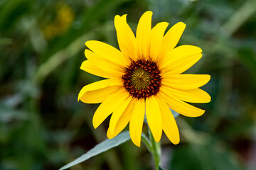 sunflower in the garden