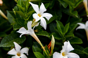 Obraz premium lily of the valley