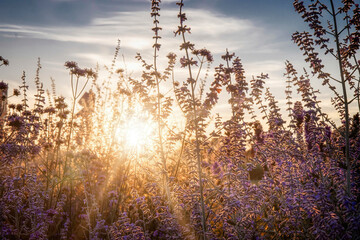 Sun setting seen through wild lavender plants, sun flare, nobody