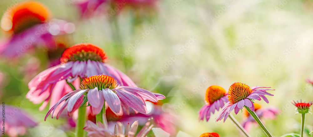 Sticker the echinacea - coneflower close up in the garden