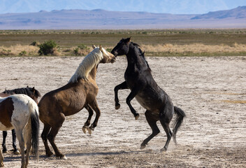 Wild Horse Stallions Fighting in the Utah Desert