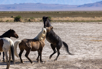 Wild Horse Stallions Fighting in the Utah Desert