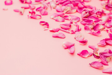 Rose flower petals on white background. Flowers composition. Valentine's Day, Mother's Day concept....