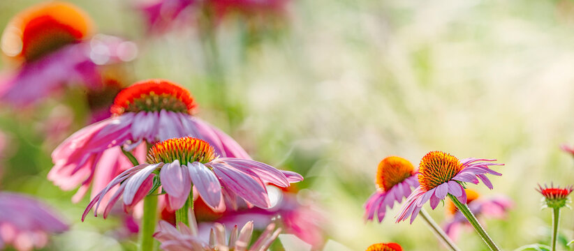 The Echinacea - coneflower close up in the garden