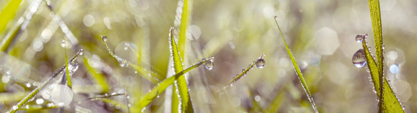 grass with dew drops in the morning
