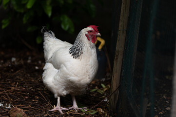 Poule Light sussex