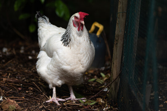 Poule Light sussex