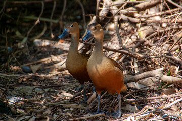 Lesser whistling duck, Dendrocygna javanica