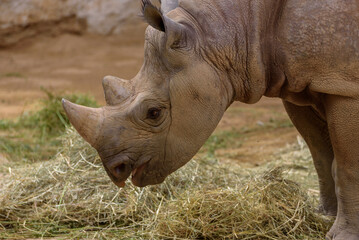 Black Rhinoceros, black rhino or hook-lipped rhinoceros, Diceros bicornis © Natalia