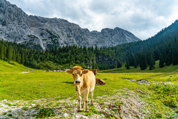 Fototapeta na wymiar Kühe vor der Wettersteinhütte