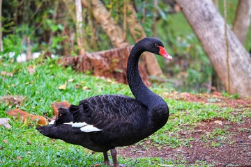 The stunning beauty of the Black Swan.