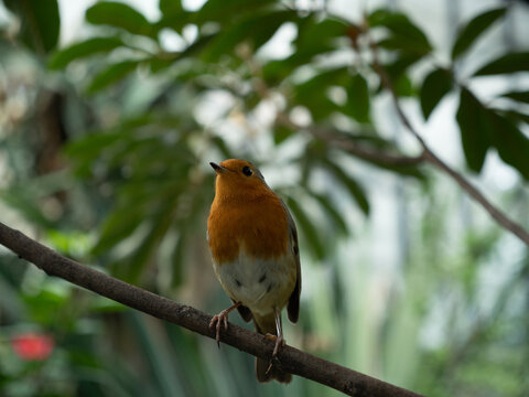Red Robin sitting on tropical tree