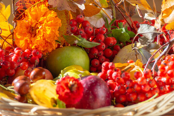 Autumn still life of fruits and berries, selective focus in the background. Autumn fruit background. Natural Organic unprocessed fruits. Autumn Thanksgiving seasonal fruits. Harvest festival