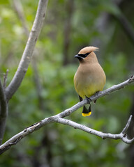 Wild birds canada