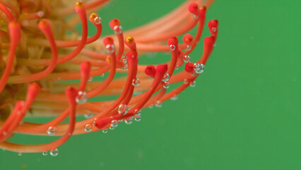 Close-up of bright flower stamens with bubbles. Stock footage. Exotic flower under water with bubbles on isolated background. Bubbles on stamens of flower under water