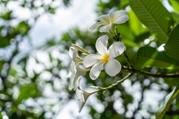 white frangipani flowers on the branch The background has beautiful bokeh.
