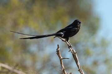 Corvinelle noir et blanc,.Urolestes melanoleucus, Magpie Shrike