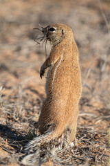 Ecureuil de terre du Cap, Xerus inauris, Désert du Kalahari, Afrique du Sud