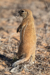 Ecureuil de terre du Cap, Xerus inauris, Désert du Kalahari, Afrique du Sud