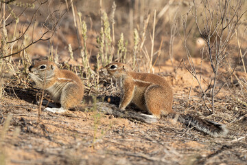 Ecureuil de terre du Cap, Xerus inauris, Désert du Kalahari, Afrique du Sud