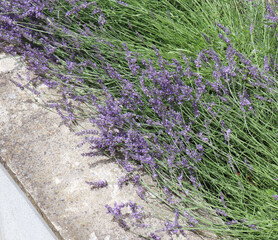 Lavender dry herbs for use in alternative medicine, phytotherapy, spa, or herbal cosmetics. Preparing infusions, decoctions, or tinctures. For powders, ointments, oil or tea, bath.