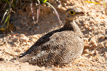 Ganga namaqua,.Pterocles namaqua, Namaqua Sandgrouse