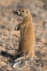 Ecureuil de terre du Cap, Xerus inauris, Désert du Kalahari, Afrique du Sud