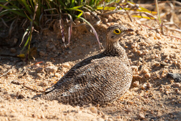 Ganga namaqua,.Pterocles namaqua, Namaqua Sandgrouse