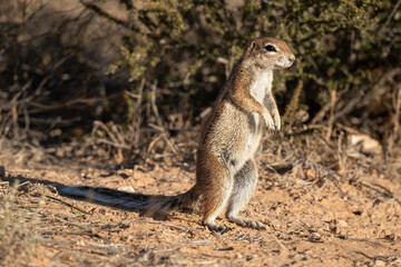 Ecureuil de terre du Cap, Xerus inauris, Désert du Kalahari, Afrique du Sud