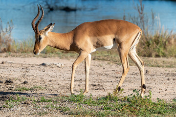 Impala, mâle, Aepyceros melampus - obrazy, fototapety, plakaty