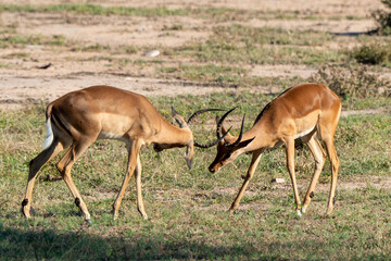 Impala, mâle, combat, Aepyceros melampus