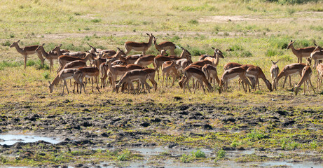 Impala, femelle, Aepyceros melampus