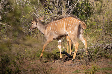 Nyala, femelle,.Tragelaphus angasii, Parc national Kruger, Afrique du Sud