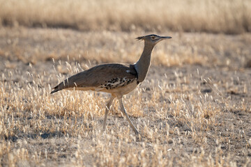 Outarde kori, Ardeotis kori, Kori Bustard, Afrique du Sud