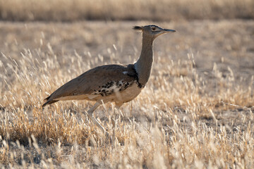 Outarde kori, Ardeotis kori, Kori Bustard, Afrique du Sud