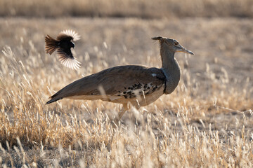 Outarde kori, Ardeotis kori, Kori Bustard, Afrique du Sud