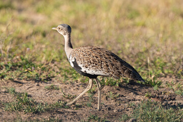 Outarde houppette,. Lophotis ruficrista, Red crested Korhaan