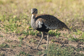 Outarde houppette,. Lophotis ruficrista, Red crested Korhaan